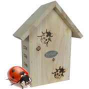 Ladybirds shelter
